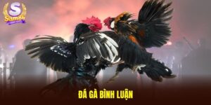 Đá gà bình luận