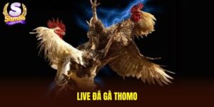 Live đá gà thomo