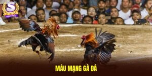 màu mạng gà đá