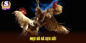 Mẹo đá gà cựa sắt