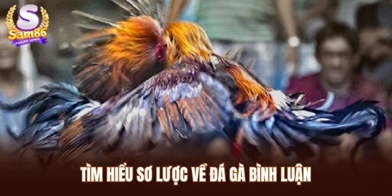 Tìm hiểu sơ lược về Đá gà bình luận