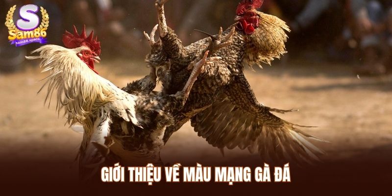 Giới thiệu về màu mạng gà đá