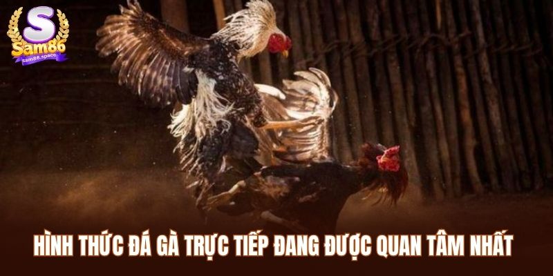 Hình thức đá gà trực tiếp đang được quan tâm nhất