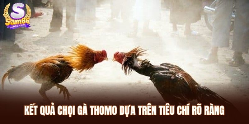 Kết quả chọi gà Thomo dựa trên tiêu chí rõ ràng