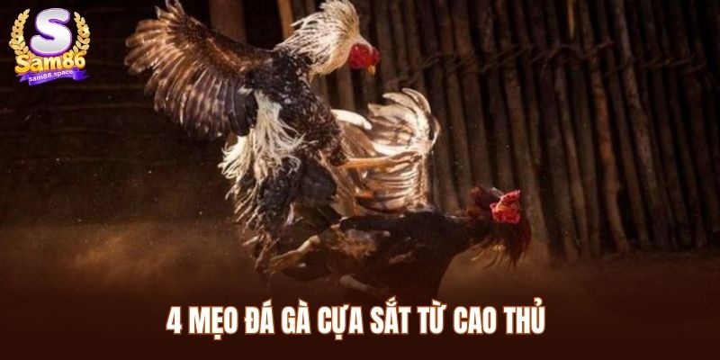 4 Mẹo đá gà cựa sắt từ cao thủ