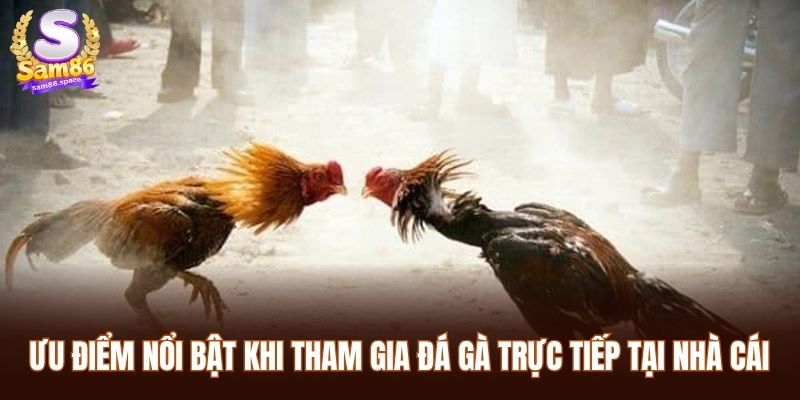 Ưu điểm nổi bật khi tham gia đá gà trực tiếp tại nhà cái