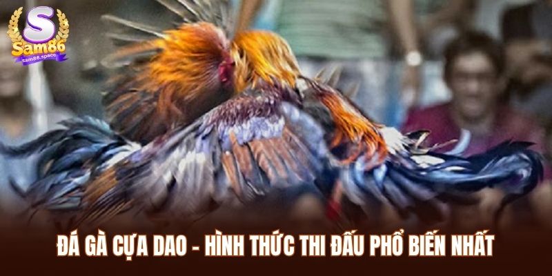 Đá gà cựa dao - hình thức thi đấu phổ biến nhất