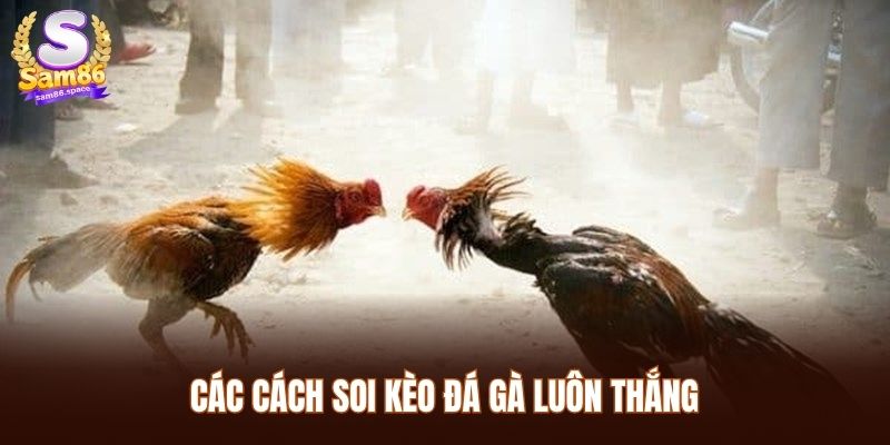Các cách soi kèo đá gà luôn thắng