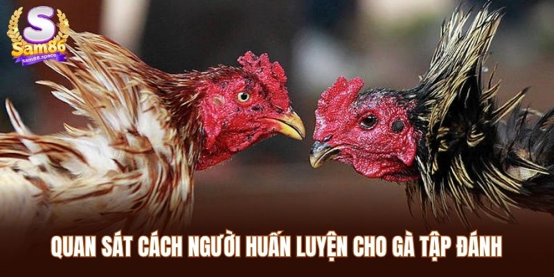 Quan sát cách người huấn luyện cho gà tập đánh